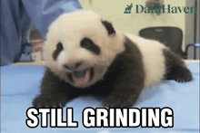 a panda bear cub is laying on a blue blanket with the words still grinding written below it
