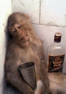 a monkey with a cup and a bottle of black jack