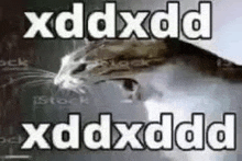 a cat with a caption that says xddxdd xddxdd xddxdd