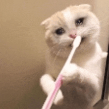 a close up of a cat brushing its teeth with a pink toothbrush .