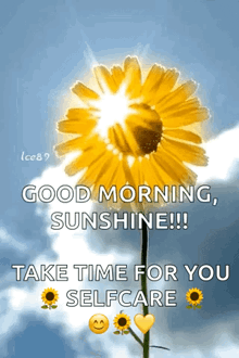 the sun is shining through the petals of a yellow flower .