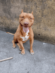 a brown and white dog is sitting on the ground with its tongue hanging out