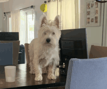 a small white dog is standing on a table next to a computer monitor