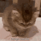 a close up of a kitten sitting on a table with the words `` tengo sueño '' written on it .