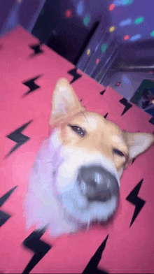 a dog laying on a pink blanket with lightning bolts