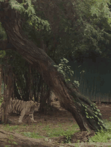 a white tiger walking under a tree in a forest