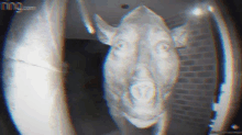 a close up of a cow 's head on a ring doorbell .