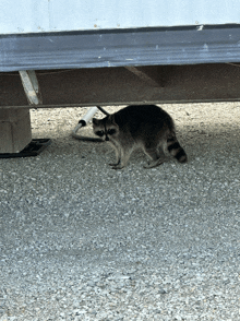 a raccoon is standing under a trailer looking for food