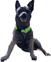 a black dog wearing a green collar with a tag that says ' n.c. police ' on it