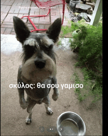 a dog standing on its hind legs next to a bowl with a caption in a foreign language