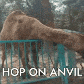 a picture of a camel behind a fence with the words hop on anvil