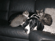 two cats and a dog laying on a couch