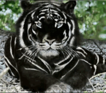 a black and white tiger is laying down in the dirt