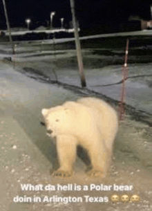 a polar bear is walking down a snowy road in texas .