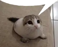 a cat with a speech bubble above it looks at the camera