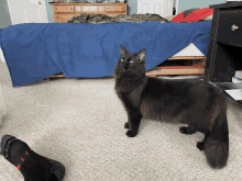 a black cat is standing in front of a bed