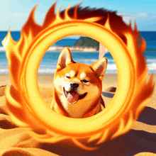 a dog is surrounded by a fire ring on the beach