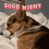 a dog is laying on a bed with the words good night written above it