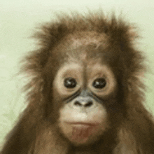 a close up of a baby orangutan 's face looking at the camera .