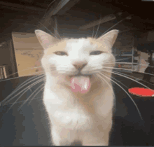 a cat sticking its tongue out in a dark room