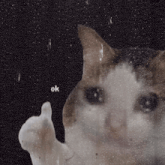 a cat is looking through a window with rain drops on it and says ok
