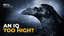 a black bird is standing in front of a calculator with the words `` an iq too high '' written on it .