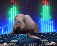 a walrus is dancing on a pioneer dj set