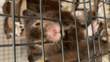 a close up of a hamster in a wire cage