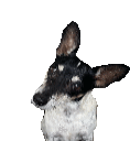 a black and white dog with a very long ear is looking at the camera .