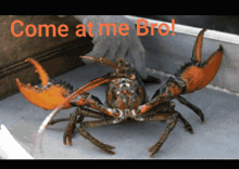 a picture of a crab with the words come at me bro on the bottom