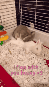 two rabbits in a cage with the words i flop with you heavy < 3 on the bottom
