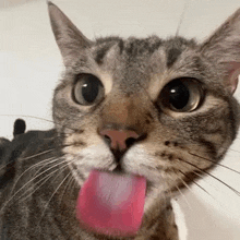 a close up of a cat sticking out its tongue .