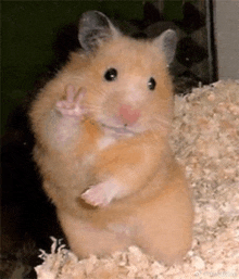 a hamster is standing on its hind legs in a pile of wood shavings and waving .