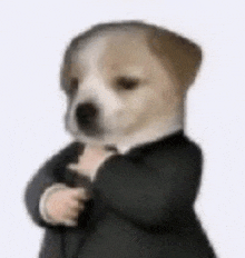 a puppy wearing a suit and tie is standing with its arms crossed .