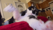 a black and white cat laying on a red blanket in a living room