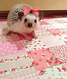 a hedgehog wearing a pink bow sits on a pink floral blanket