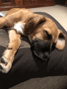 a brown and black dog is sleeping on a black and grey dog bed