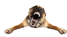 a dog is laying down with its mouth open and its teeth visible