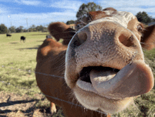 a brown cow sticking its tongue out in a field