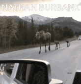 a picture of a moose crossing a road with the name nathan burbank on the bottom