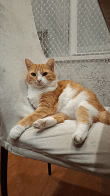 an orange and white cat is laying down on a chair