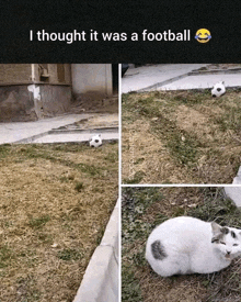 a cat laying in the grass with a soccer ball in the background