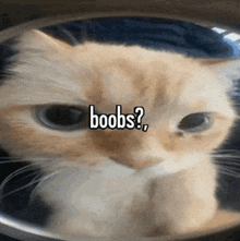 a close up of a cat with the word boobs written on it