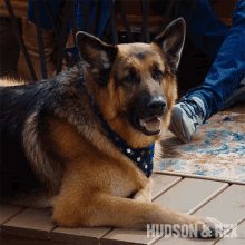 a german shepherd wearing a bandana is laying on a wooden deck with the words hudson & rex on the bottom