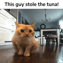 a cat is sitting on a wooden floor in front of a clock and the words this guy stole the tuna