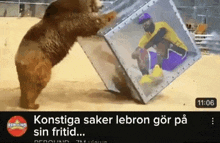 a bear is playing with a box with a picture of lebron james inside of it