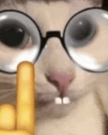 a cat wearing glasses is giving a middle finger .