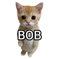 a sticker of a cat with bob written on it