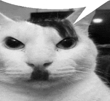 a black and white photo of a cat with a speech bubble above its head .