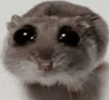 a close up of a hamster 's face with big black eyes .